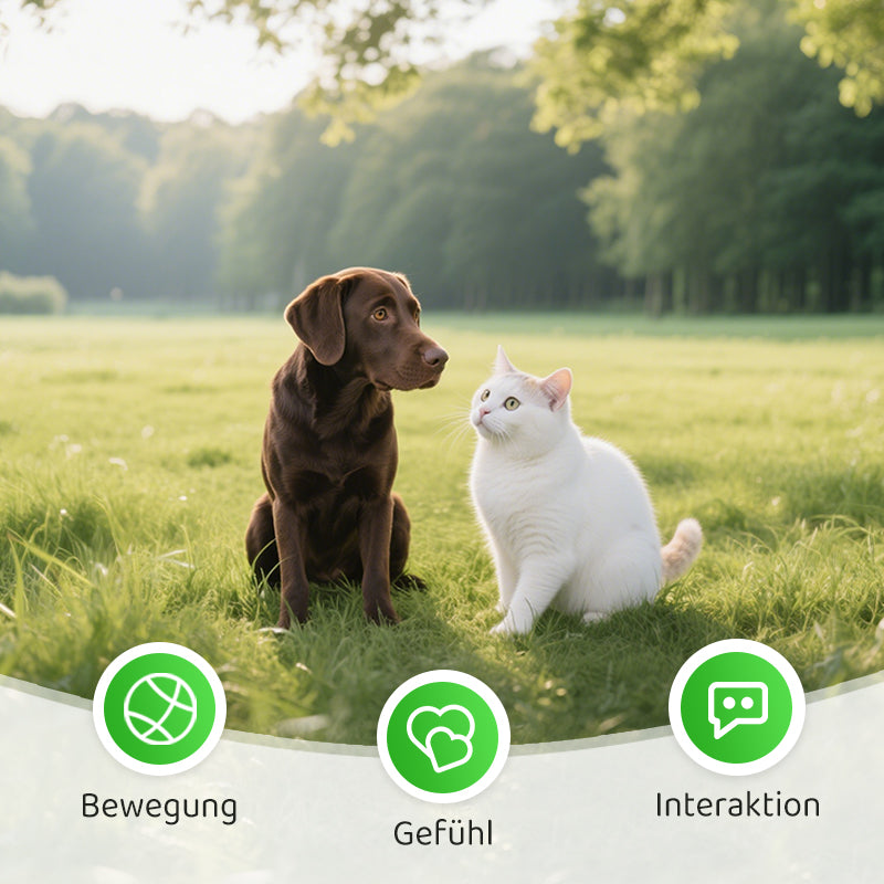 2+1 GRATIS | CatPlay – Jagen, spielen und anfeuern – endloser Spaß für Ihre Katze