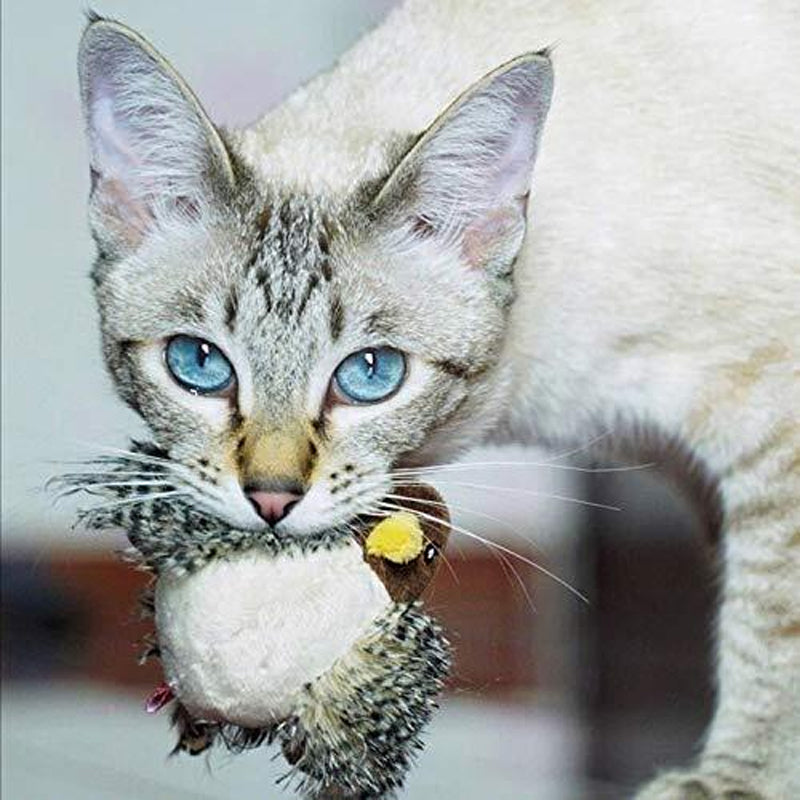 BirdyPurr - Der sichere Spielgefährte für Ihre Katze!