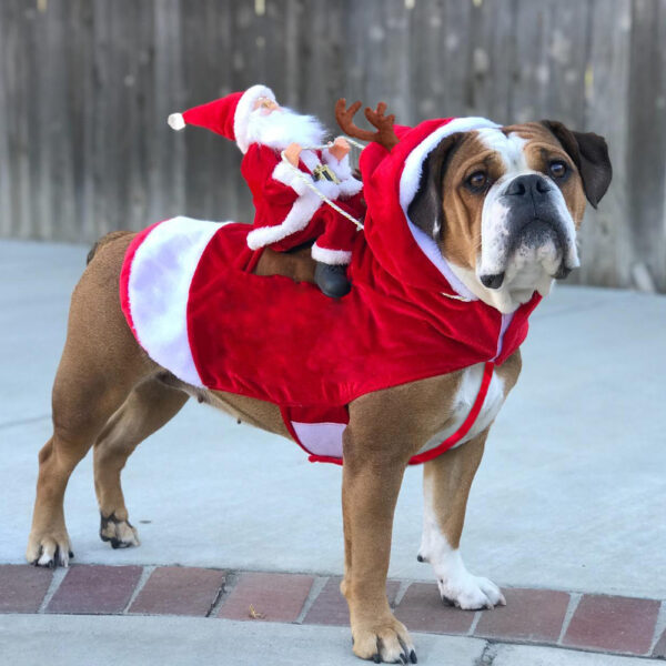 HollyPaws - kuscheliges, verstellbares Weihnachtsoutfit für Hunde
