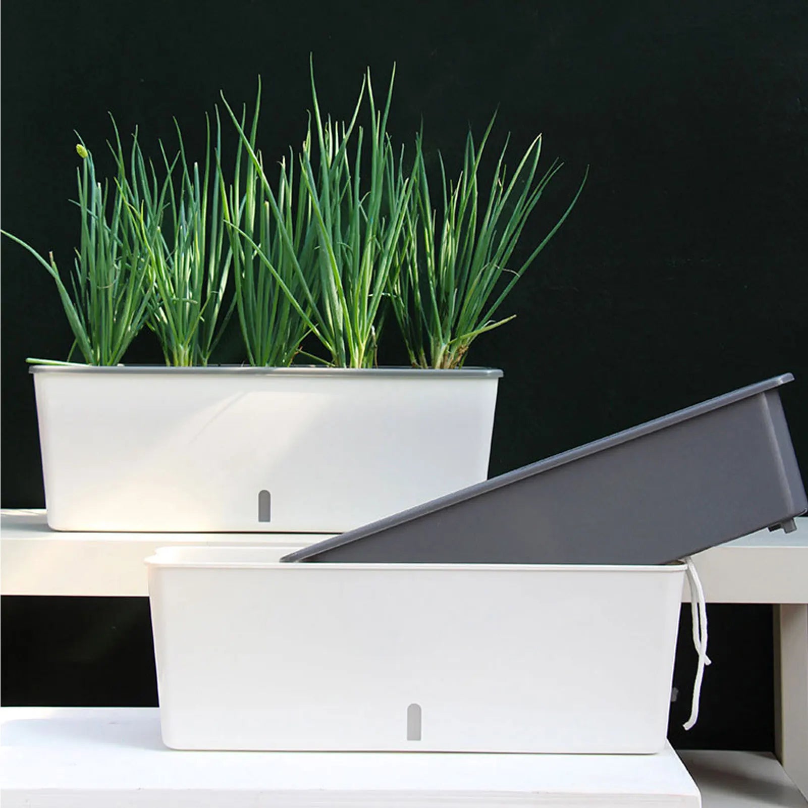 AquaBloom | Selbstbewässernder Blumentopf | Mit Wasserstandsanzeige | 43,5 × 12 × 11 cm